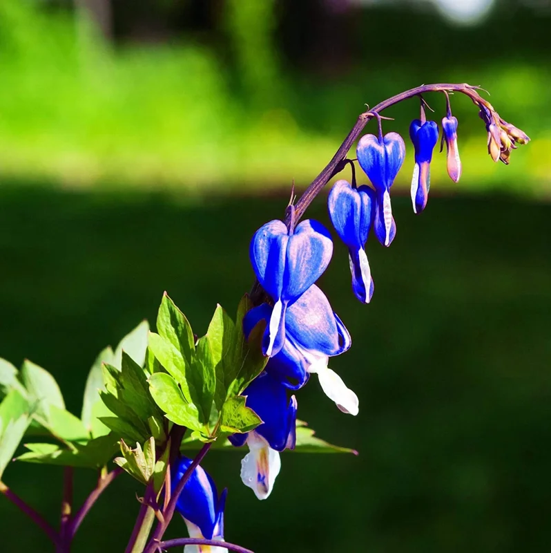 25 Bright Blue Bleeding Heart Seeds - Dicentra Spectabilis Shade Flower - Image 1