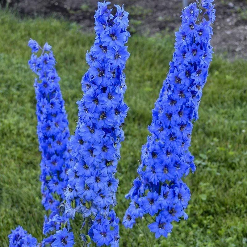 25 Bright Blue Delphinium Seeds - Perennial Garden Flower Seeds - Image 2