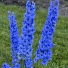 25 Bright Blue Delphinium Seeds - Perennial Garden Flower Seeds - Image 1