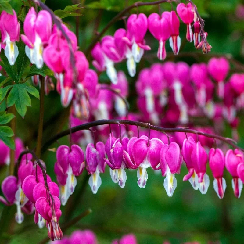 25 Bright Pink Purple Bleeding Heart Seeds - Dicentra Spectabilis Flower Seeds - Image 2