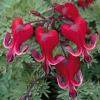 25 Bright Red Bleeding Heart Seeds - Dicentra Spectabilis - Shade Flower Garden - Image 1