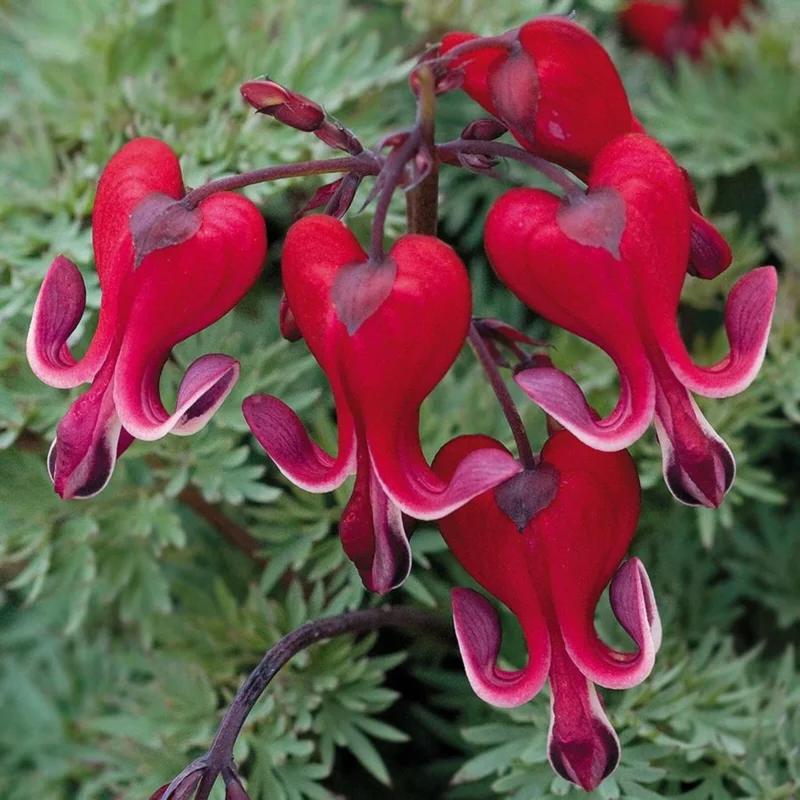 25 Bright Red Bleeding Heart Seeds - Dicentra Spectabilis - Shade Flower Garden - Image 1
