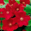 25 Bright Red Clematis Seeds - Perennial Flowering Vine for Gardens - Image 1