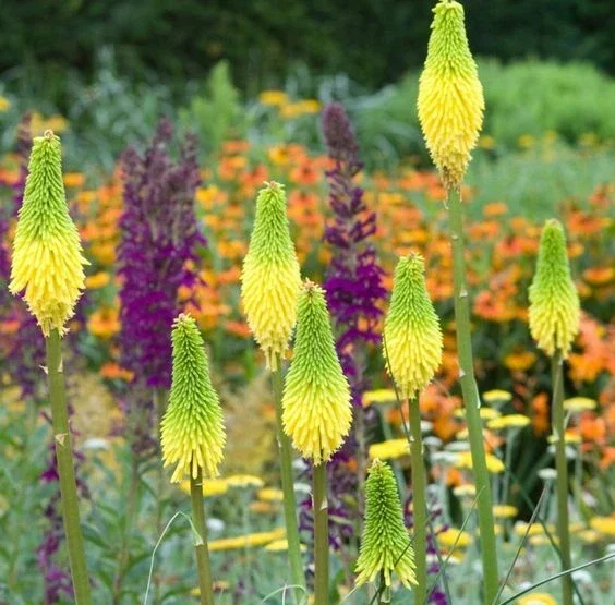 25 Bright Yellow Hot Poker Seeds - Torch Lily Kniphofia Perennial - Image 2
