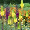 25 Bright Yellow Hot Poker Seeds - Torch Lily Kniphofia Perennial - Image 1