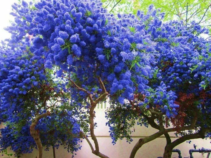 25 California Lilac Seeds – Fragrant Hardy Perennial Flower Seeds – Outdoor - Image 2