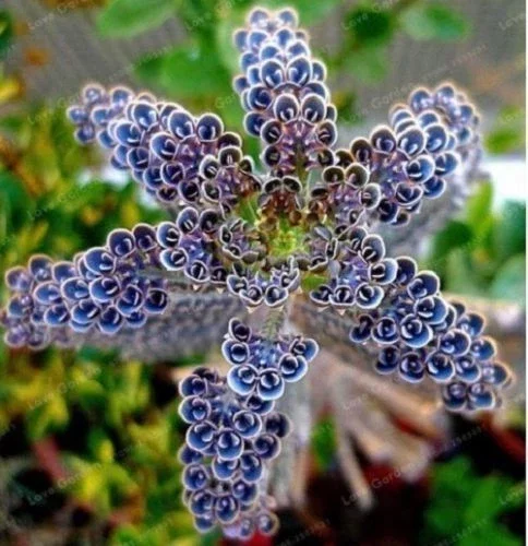 25 Dark Blue Kalanchoe Seeds - Rare Succulent Flower Seeds for Indoors/Outdoors - Image 2