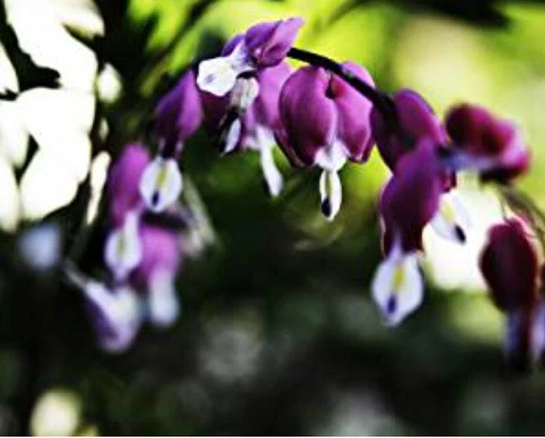 25 Dark Purple Bleeding Heart Seeds – Shade Flower Seed for Garden - Image 2