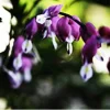 25 Dark Purple Bleeding Heart Seeds – Shade Flower Seed for Garden - Image 1