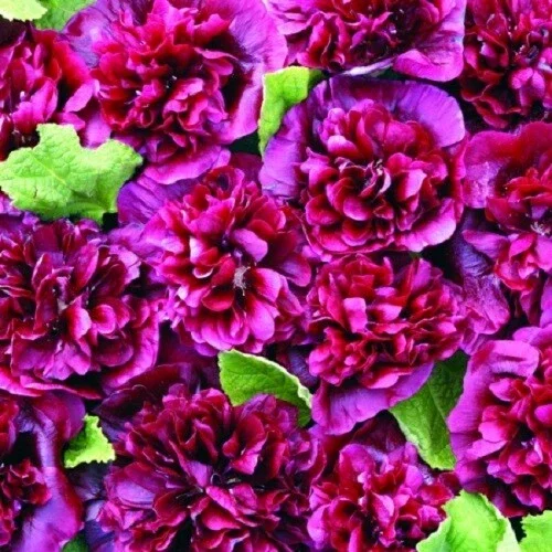 25 Double Blackberry Hollyhock Seeds - Perennial Flower Alcea rosea - Image 1