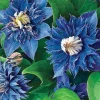 25 Double Blue Clematis Seeds Bloom Flowers Perennial Flower Seed 93 US SELLER - Image 1