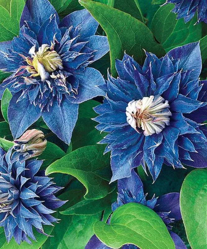 25 Double Blue Clematis Seeds Bloom Flowers Perennial Flower Seed 93 US SELLER - Image 1