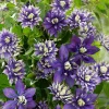 25 Double Dark Purple Clematis Seeds Perennial Flower Seeds Outdoor - Image 1