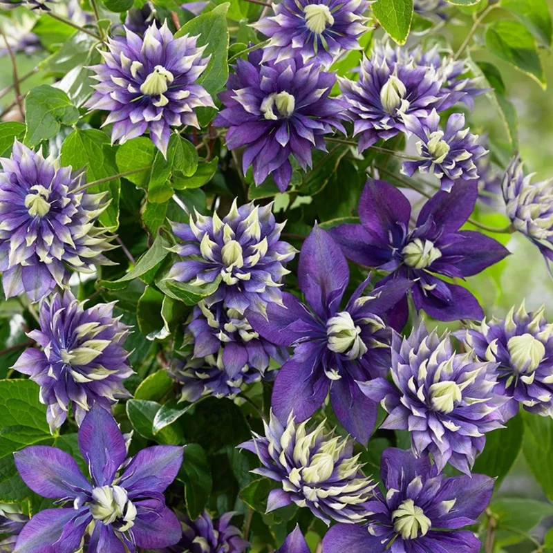 25 Double Dark Purple Clematis Seeds Perennial Flower Seeds Outdoor - Image 1