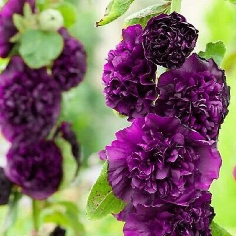 25 Double Dark Purple Hollyhock Seeds - Perennial Flower Seeds - Image 1