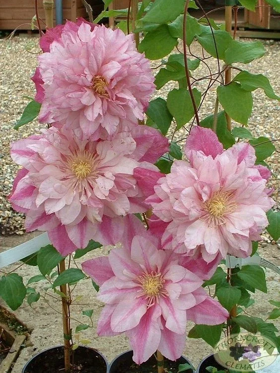 25 Double Light Pink Clematis Seeds – Climbing Perennial Blooms for Garden - Image 2