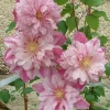 25 Double Light Pink Clematis Seeds – Climbing Perennial Blooms for Garden - Image 1