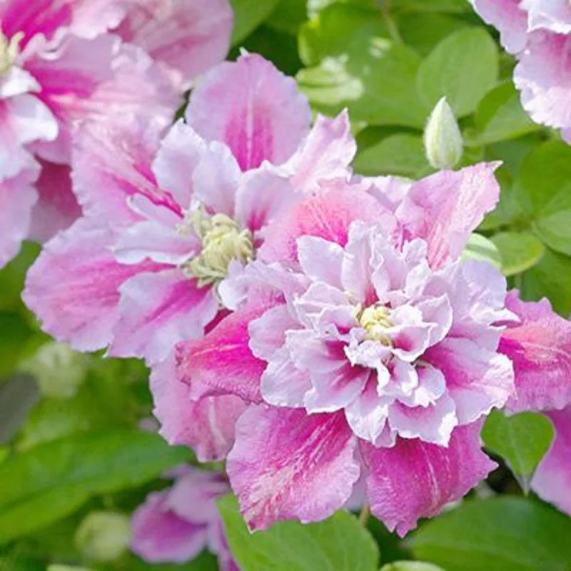 25 Double Pink White Clematis Seeds – Perennial Flower Seeds - Image 2