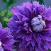 25 Double Purple Clematis Seeds - Perennial Flower Seeds - Image 1