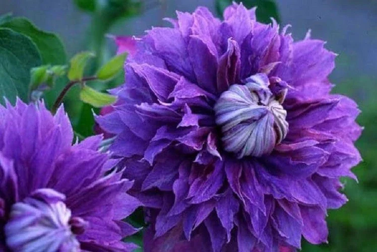 25 Double Purple Clematis Seeds - Perennial Flower Seeds - Image 1