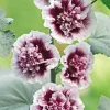 25 Double Purple Hollyhock Seeds – Perennial Flower Seeds – Alcea Rosea - Image 1