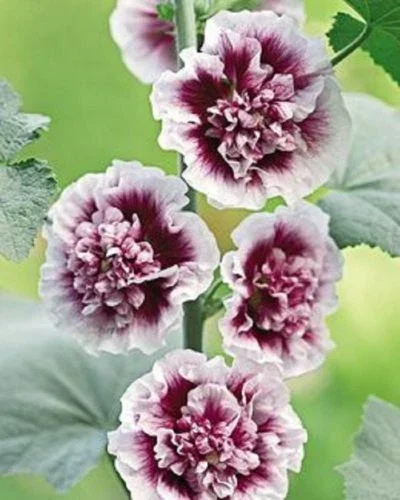 25 Double Purple Hollyhock Seeds – Perennial Flower Seeds – Alcea Rosea - Image 1