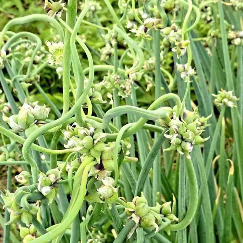 25 Egyptian Walking Onion Seeds - Perennial Multiplier Tree Onion for Garden - Image 2