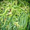 25 Egyptian Walking Onion Seeds - Perennial Multiplier Tree Onion for Garden - Image 1