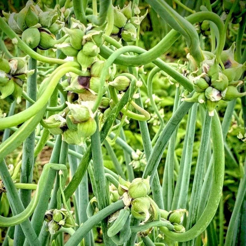 25 Egyptian Walking Onion Seeds - Perennial Multiplier Tree Onion for Garden - Image 1