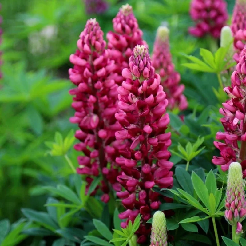 25 Gallery Red Lupine Seeds - Perennial Hardy Flower Seeds - Image 2