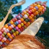 25 Glass Gem Indian Corn Seeds – Ornamental Maize for Garden & Crafts - Image 1