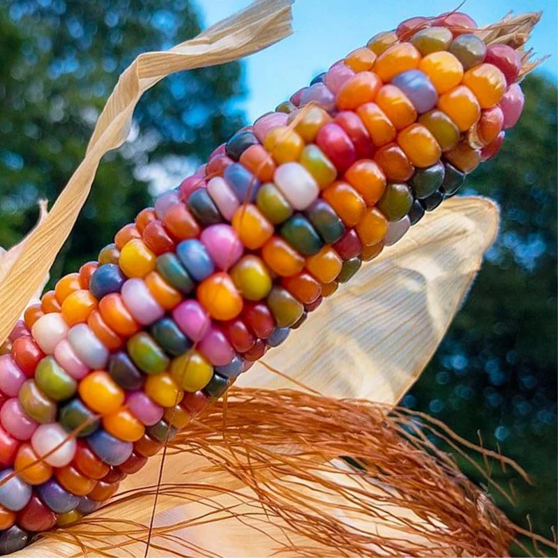 25 Glass Gem Indian Corn Seeds – Ornamental Maize for Garden & Crafts - Image 2