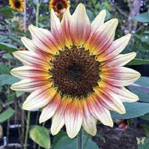 25 Gypsy Charmer Sunflower Seeds - Perennial, Sun Bloom Flower Seeds - Image 1