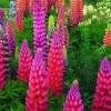 25 Lupine Flower Seeds - Pink, Purple, Orange Perennial - Image 1