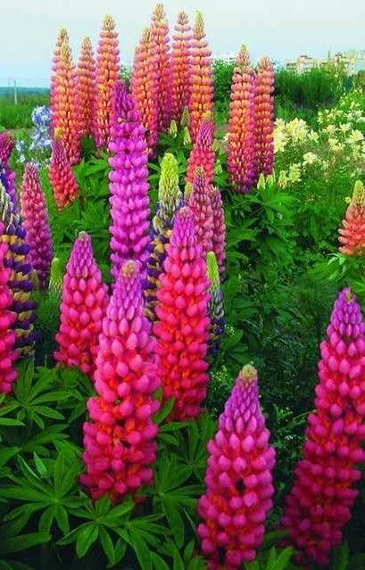 25 Lupine Flower Seeds - Pink, Purple, Orange Perennial - Image 1