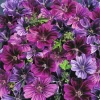 25 Merlin Purple Hollyhock Seeds - Perennial Flower Seeds for Garden - Image 1