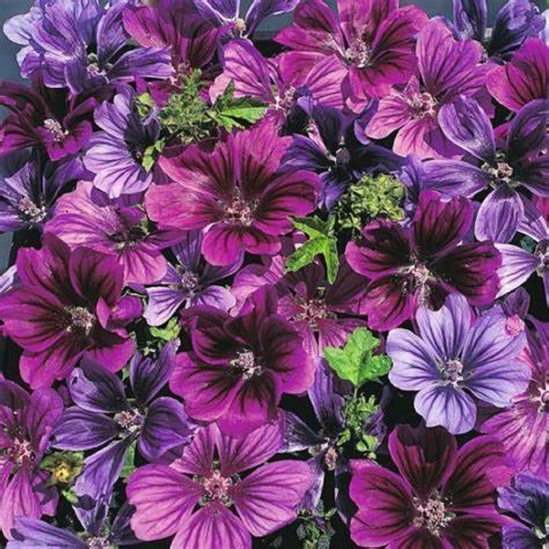 25 Merlin Purple Hollyhock Seeds - Perennial Flower Seeds for Garden - Image 1