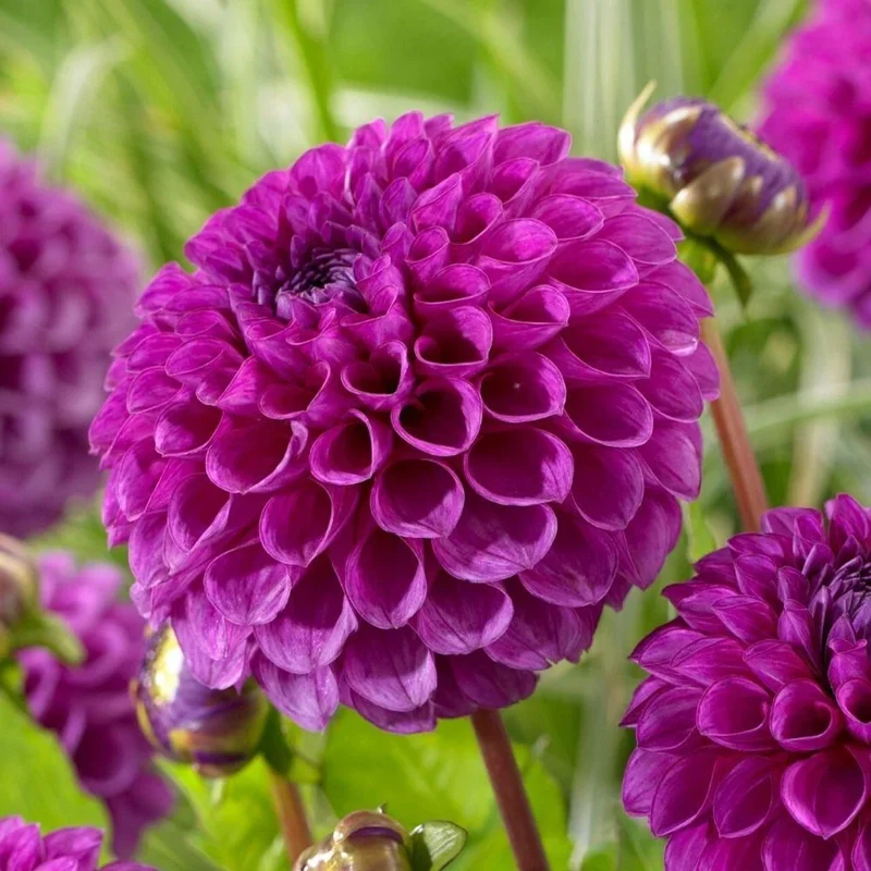 25 Nina Dahlia Seeds - Perennial Flower Seeds for Vibrant Blooms - Image 1