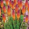 25 Orange Purple Hot Poker Torch Lily Flower Seeds - Perennial, Outdoor - Image 1