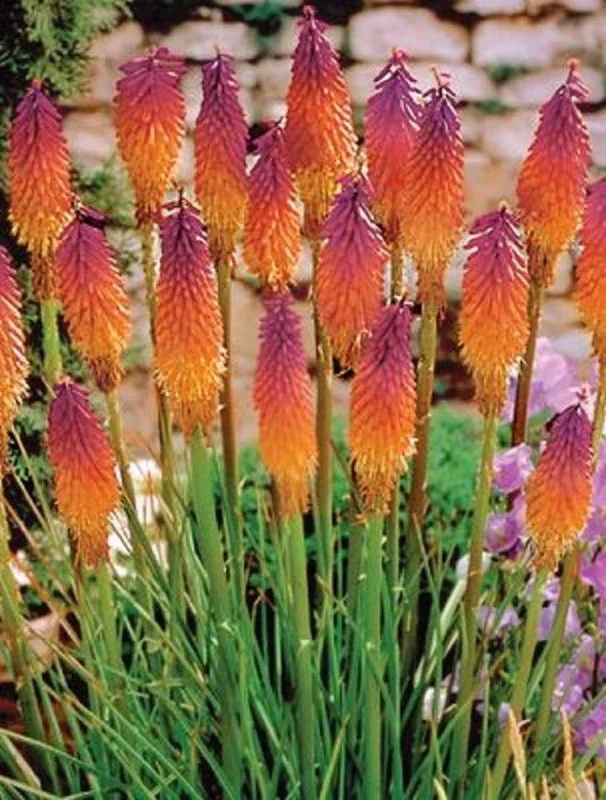 25 Orange Purple Hot Poker Torch Lily Flower Seeds - Perennial, Outdoor - Image 1