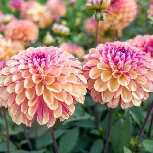 25 Palmares Dahlia Perennial Flower Seeds – Easy to Grow Blooming Flowers - Image 2