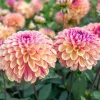 25 Palmares Dahlia Perennial Flower Seeds – Easy to Grow Blooming Flowers - Image 1