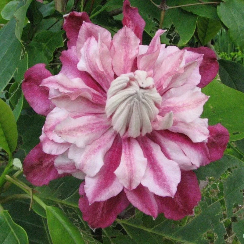 25 Patricia Clematis Seeds - Climbing Perennial Bloom Seed Packet - Image 2