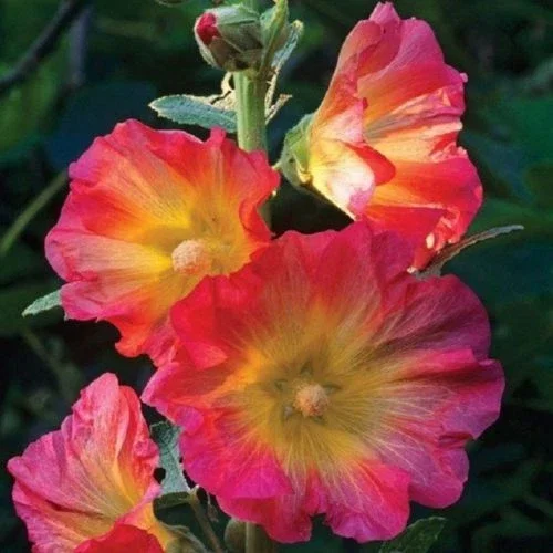 25 Pink Orange Hollyhock Seeds - Perennial Flower Bloom Seed - Image 1