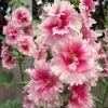25 Pink White Hollyhock Seeds Perennial Flower Seeds - Giant Variety - Image 1