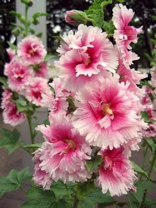 25 Pink White Hollyhock Seeds Perennial Flower Seeds - Giant Variety - Image 1