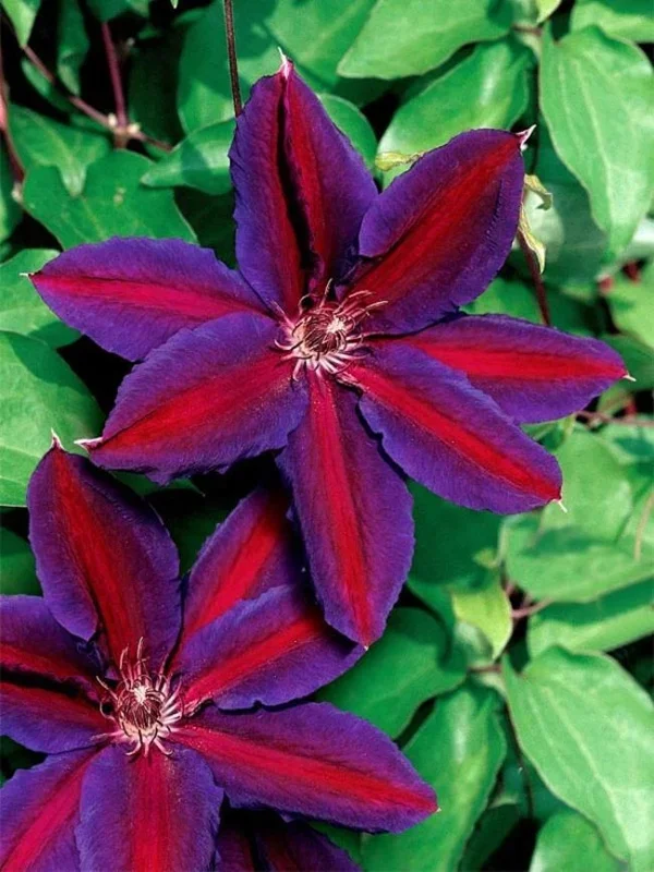 25 Purple Red Clematis Seeds - Large Bloom Climbing Perennial Flower - Image 2