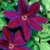 25 Purple Red Clematis Seeds - Large Bloom Climbing Perennial Flower - Image 1