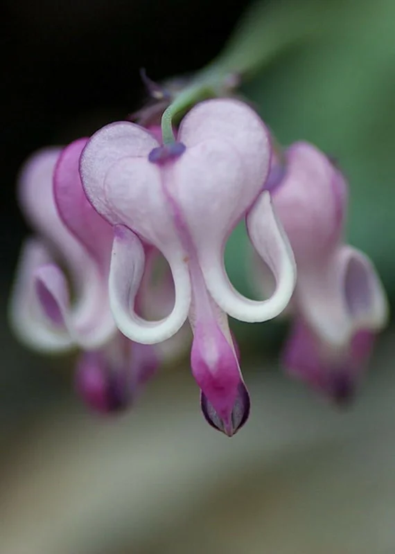 25 Purple White Bleeding Heart Seeds - Dicentra Spectabilis Flower Seeds Perennial - Image 1