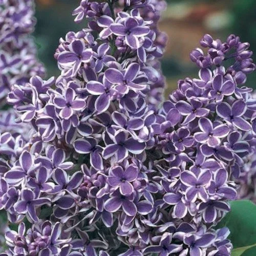 25 Purple White Lilac Seeds - Fragrant Hardy Perennial Flower - Image 2